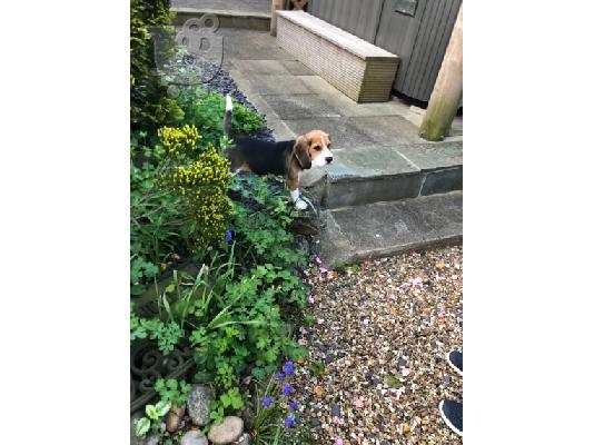 Πανέμορφα κουτάβια Beagle.